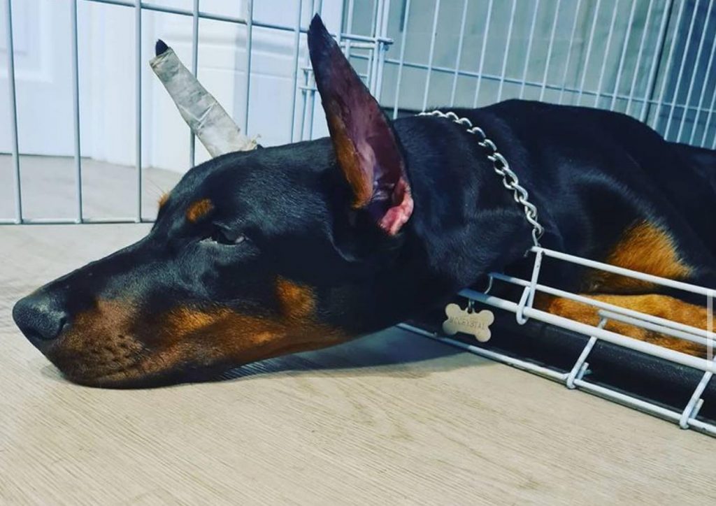 ear cropping Monmouthshire