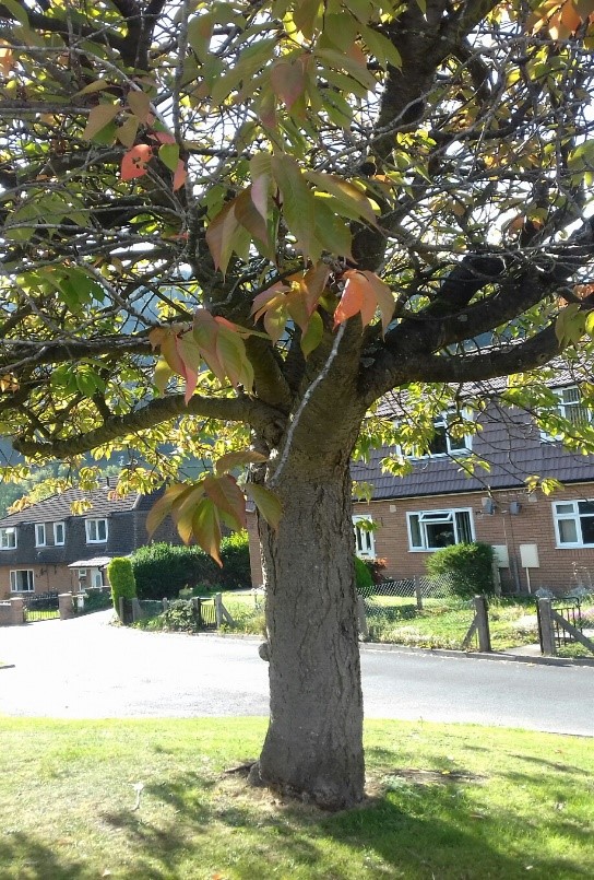 A street tree