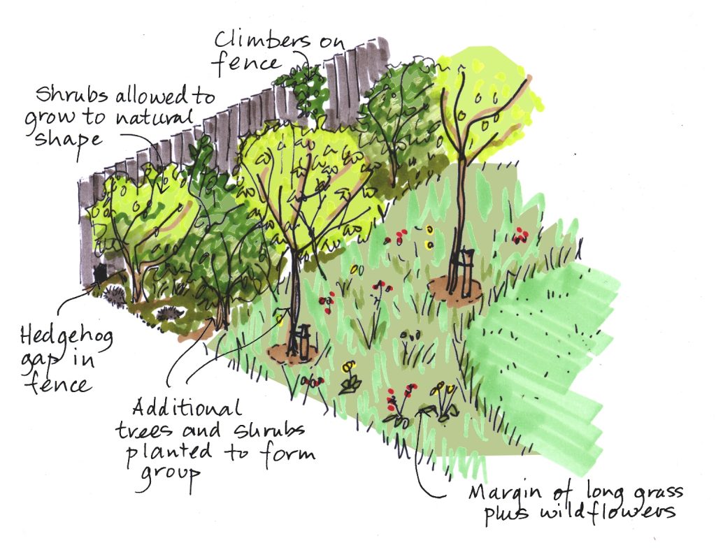 Illustration showing a hedge and the way it supports wildlife