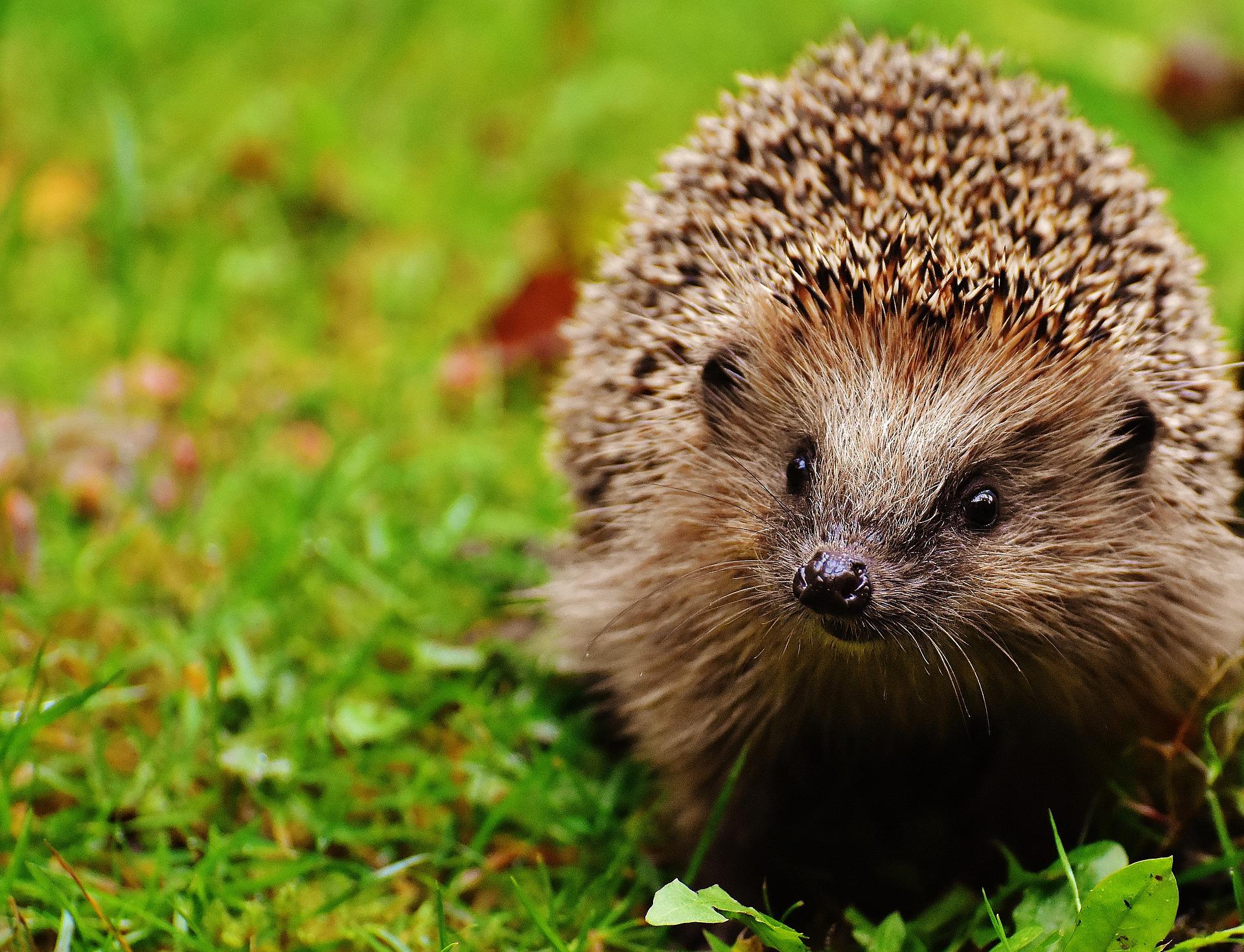 Photo of hedgehog