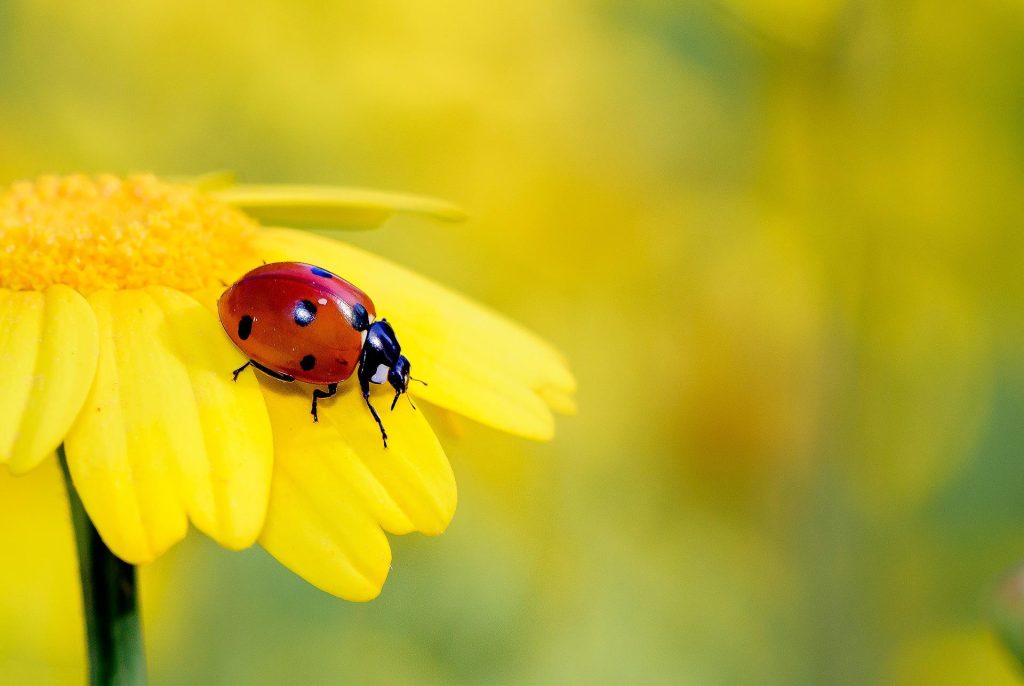 Ladybird on flower