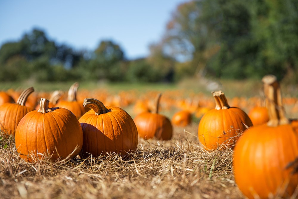 Pumpkins in a field.