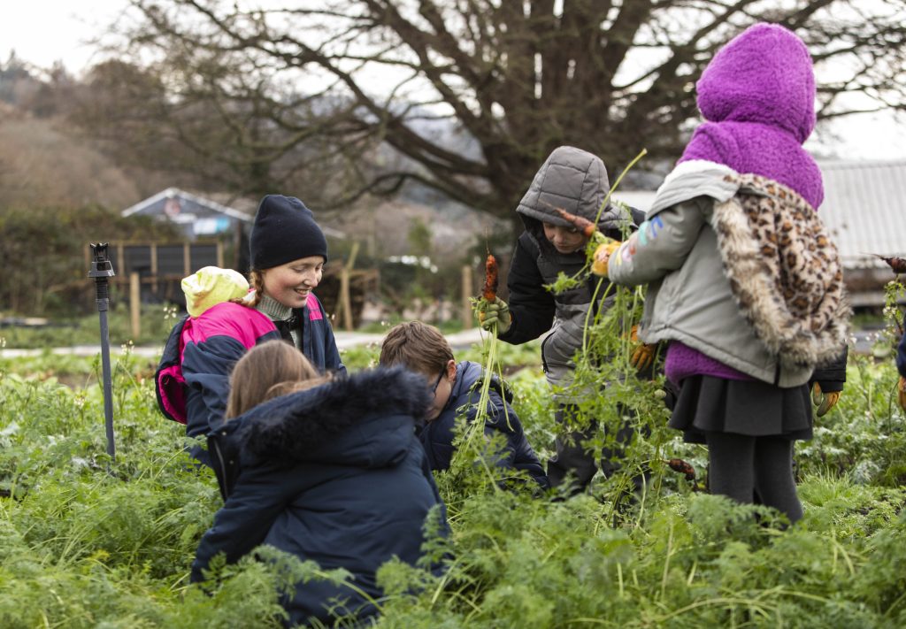 Pupils and Katherine (farm owner) harvesting carrots